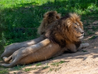 Lion & Safari Park